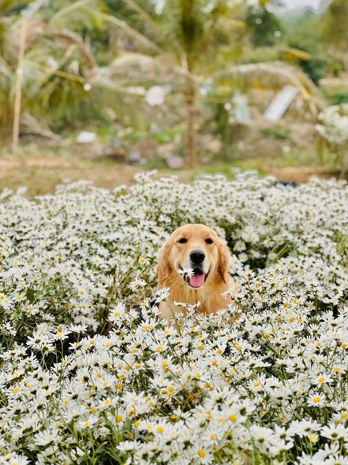 Vườn hoa Bãi Đá Sông Hồng niêm yết giá rõ ràng