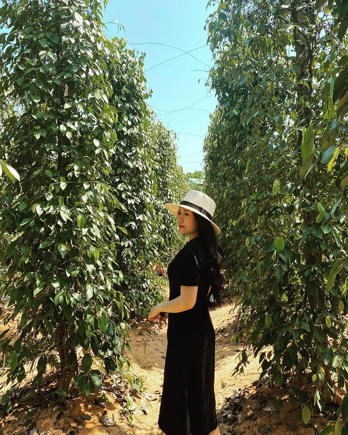 Vườn tiêu Phú Quốc Đức Thạnh