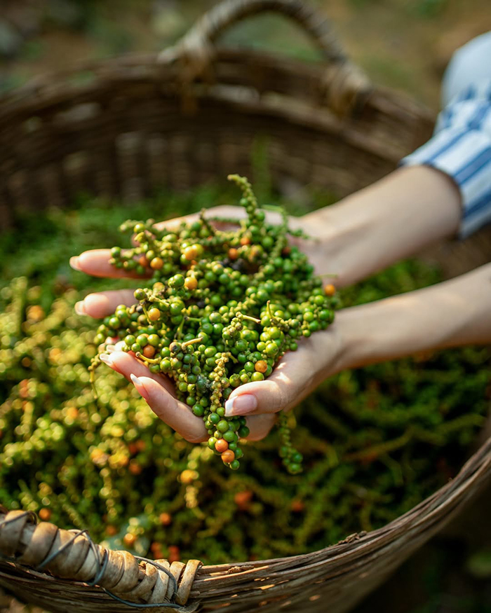 Các loại đặc sản từ tiêu nên mua làm quà