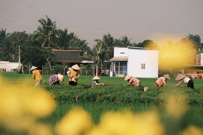 Những người làm vườn cúi mình giữa đồng hoa, lặng lẽ mà bền bỉ. Không khí lao động rộn ràng tạo nên nhịp điệu Tết rất riêng của làng hoa. Ảnh: FBNV