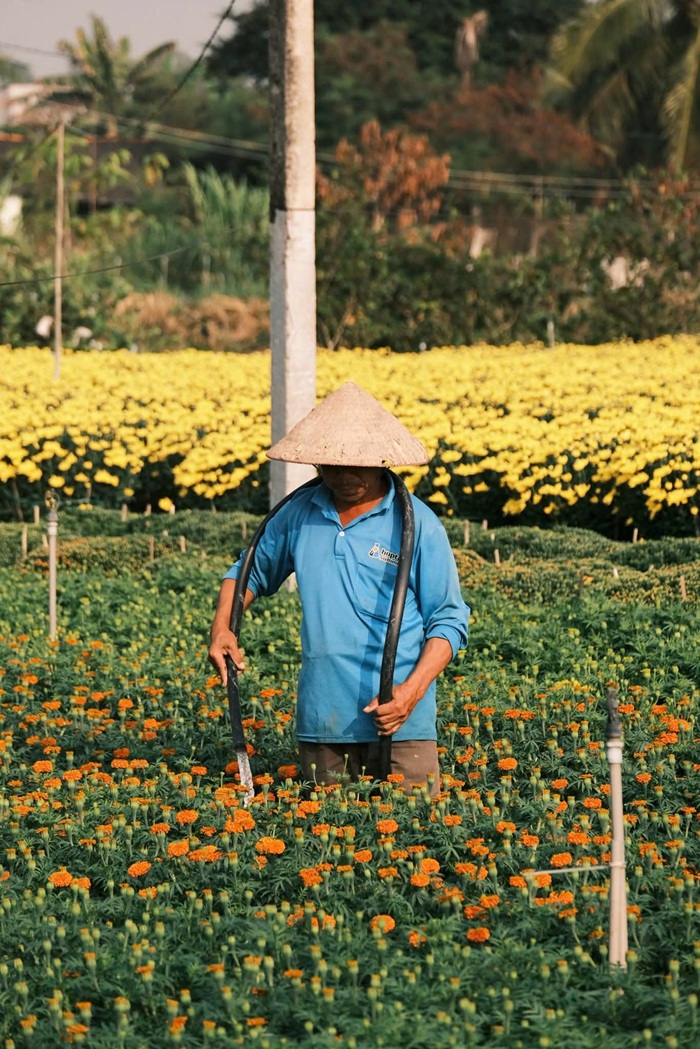 Giữa vườn hoa, người nông dân cần mẫn tưới nước cho từng chậu vạn thọ. Dòng nước mát lành nuôi dưỡng sắc xuân, cũng là nhịp mở đầu cho một ngày lao động tất bật ở làng hoa Tiền Giang. Ảnh: FBNV