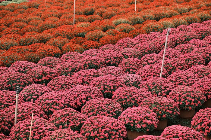 Cận cảnh chậu hoa nở tròn đầy “sắc” của miền Tây hiện hữu rõ nét. Mỗi chậu là thành quả của nhiều tháng vun trồng, chờ ngày khoe sắc đón xuân. Ảnh: FBNV