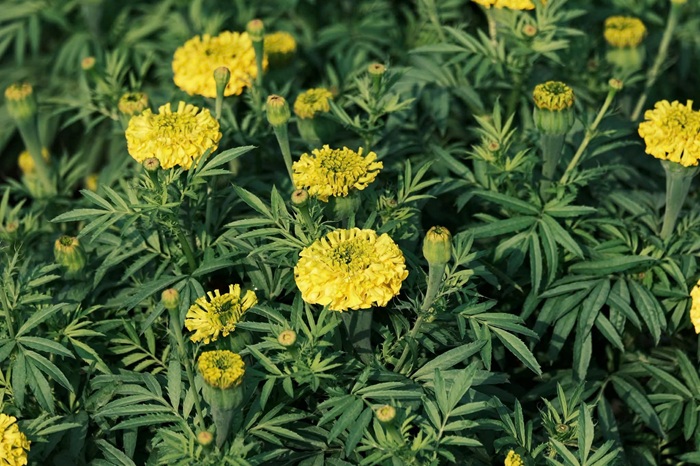 Hoa vạn thọ - loài hoa đặc trưng của các tỉnh miền Tây đua nhau nở đón Tết trước bàn tay chăm sóc của những người nông dân. Ảnh: FBNV