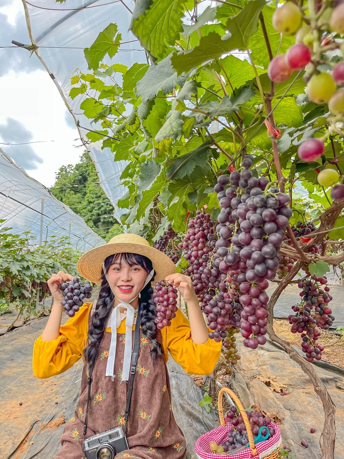 Các loại hoa trái trĩu quả tại vườn dâu tây ở Hà Nội Đông Anh