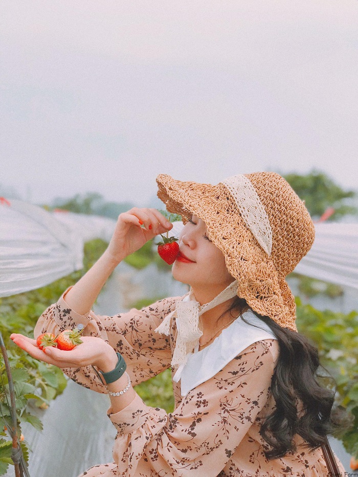 Bạn còn có thể thưởng thức các thức uống ngon làm từ dâu tây tại Vườn dâu tây ở Hà Nội