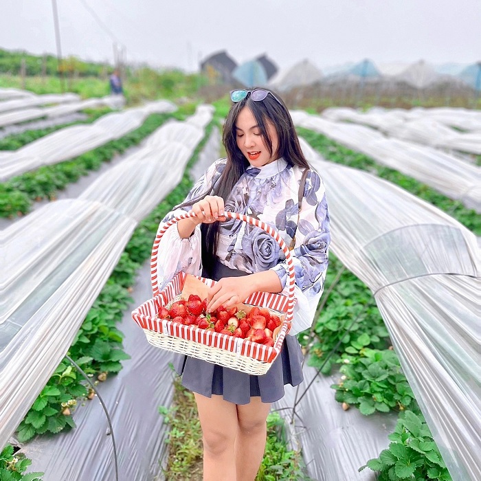 Trực tiếp hái những trái dâu tây tươi ngon ngay tại vườn dâu tây ở Hà Nội