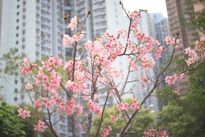 địa điểm ngắm hoa anh đào ở Hồng Kông