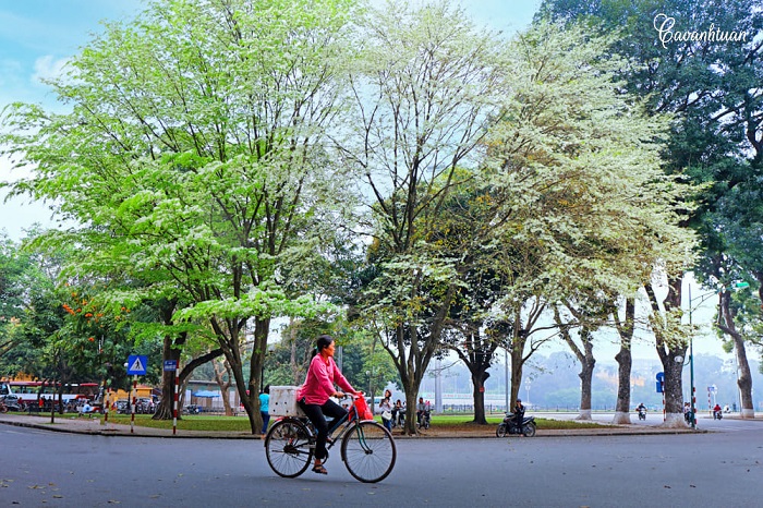 Ngoài Mùa hoa ban Hà Nội, Thủ đô cũng có một mùa hoa sưa tinh khôi khắp phố phường