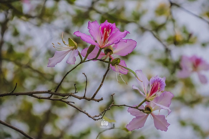Mùa hoa ban Hà Nội có màu tím phớt đầy lãng mạn