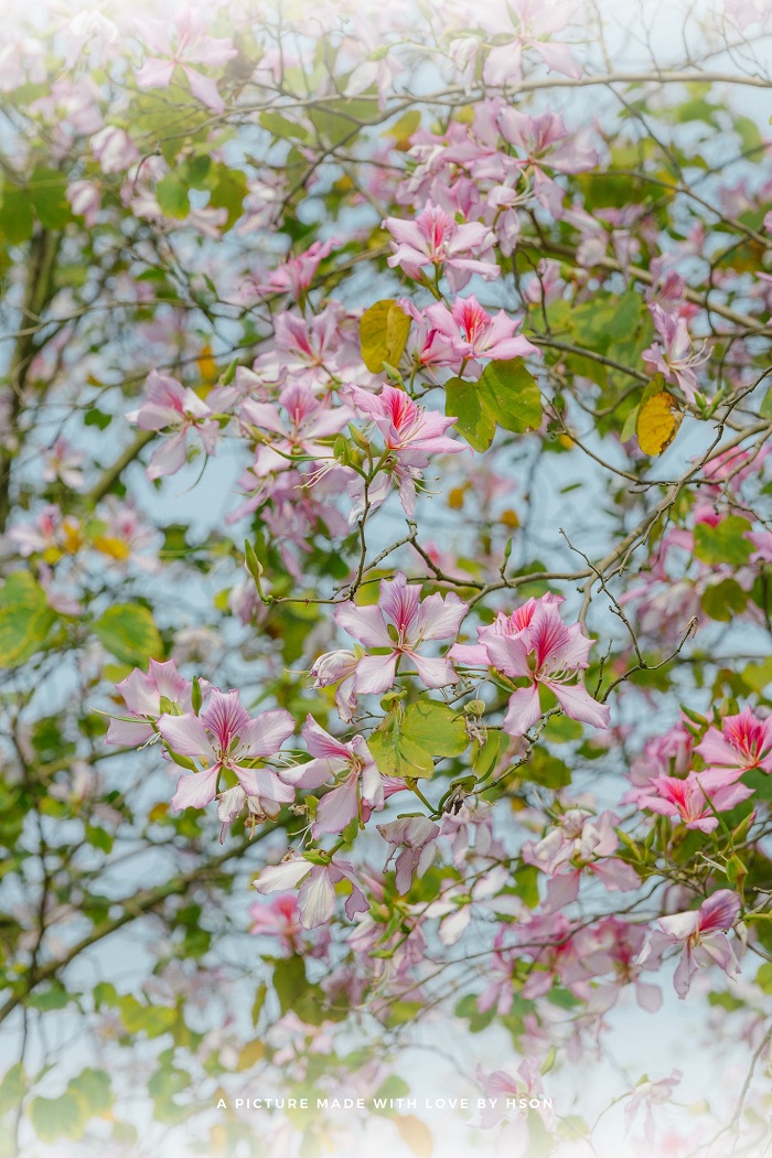 Mùa hoa ban Hà Nội mỏng manh, khi nở thường trút lá