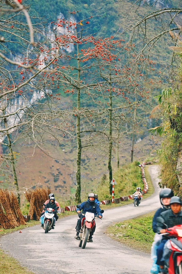 Tại Hà Giang, bạn có thể thuê xe máy hoặc lái xe bản địa để thuận tiện ngắm mùa hoa gạo Hà Giang