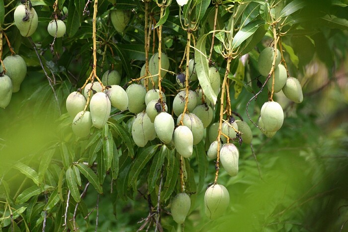 chiêm ngưỡng các loại trái cây hấp dẫn tại vườn trái cây gần Sài Gòn