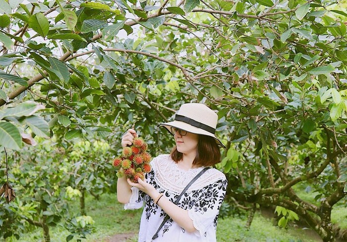khám phá các loại trái cây hấp dẫn tại vườn trái cây gần Sài Gòn