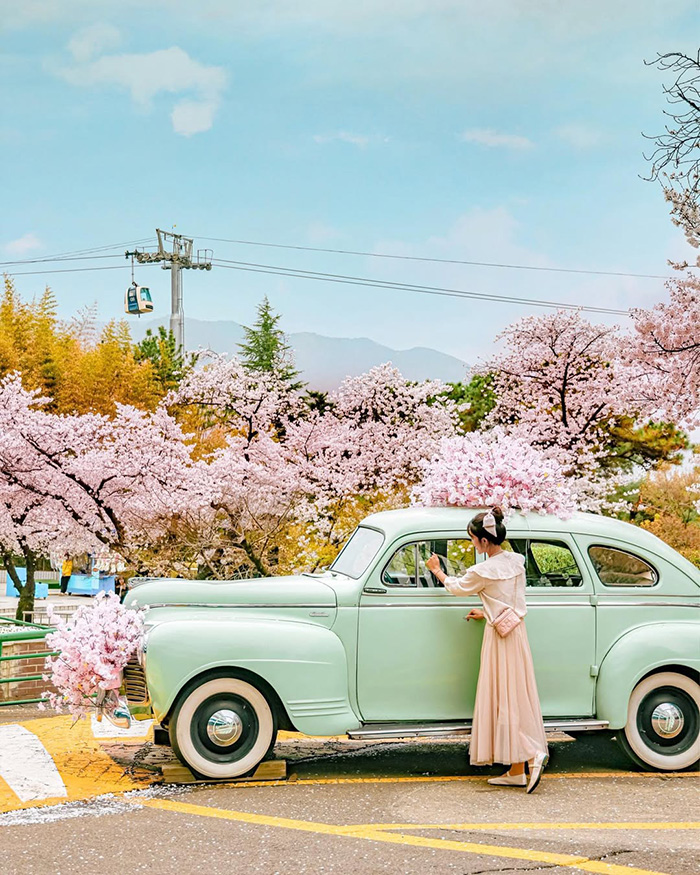 Mùa xuân (tháng 3 – tháng 5): Thiên đường hoa anh đào tại công viên giải trí e-world hàn quốc