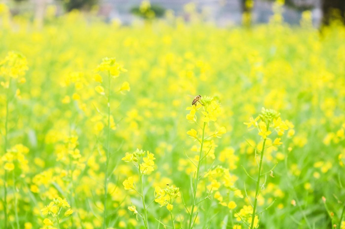 Khung cảnh thiên nhiên rực rỡ với những bông hoa vàng nở rộ, thu hút ong bướm đến hút mật, qua ống kính của tác giả.