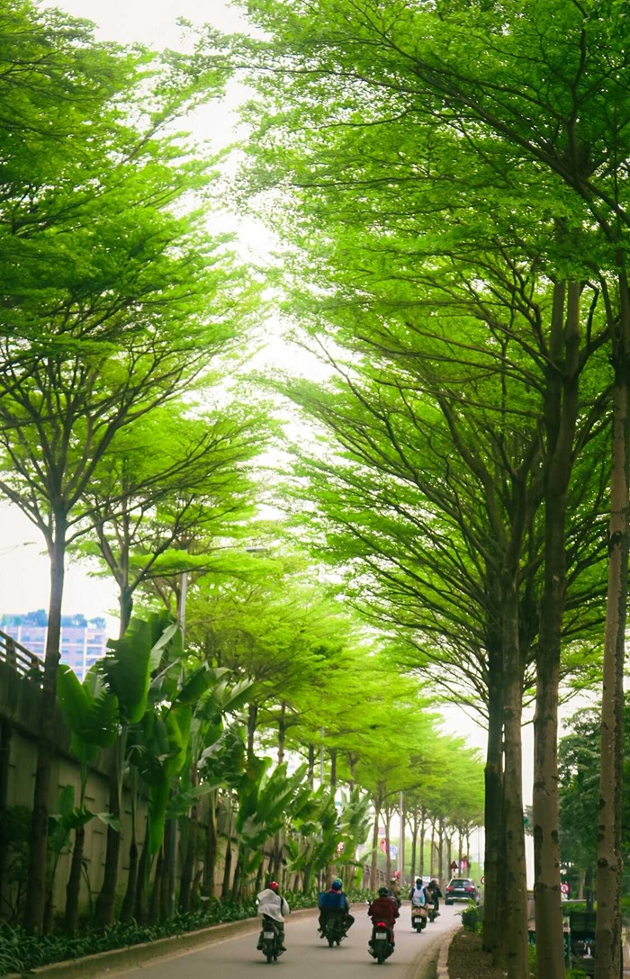 Nhiều lần đi qua con đường và ngắm nhìn sự đổi thay của thiên nhiên, Thu Thảo chọn bấm máy để lưu giữ lại cái xanh tươi dưới chân cầu đường Bưởi.