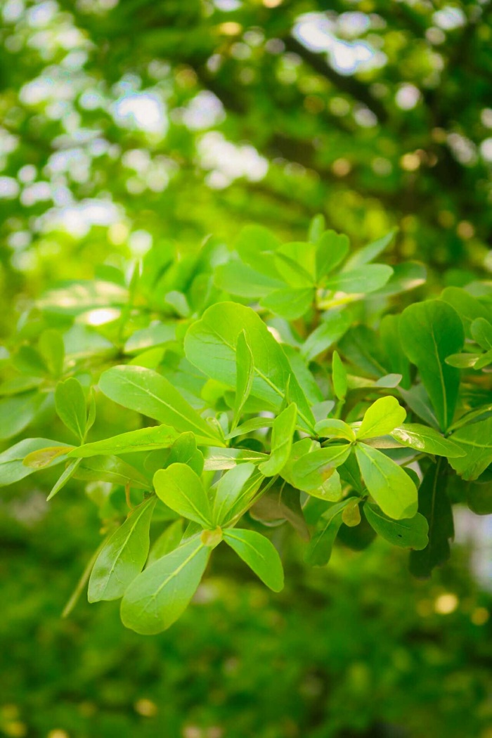 Những lá non hiện lên đầy sắc nét qua lăng kính của cô gái trẻ.