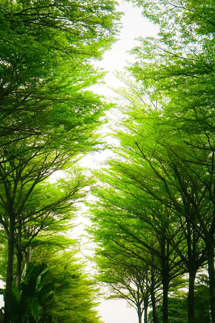 Những cây bàng non rợp xanh hai bên đường tạo một không gian tươi mát.