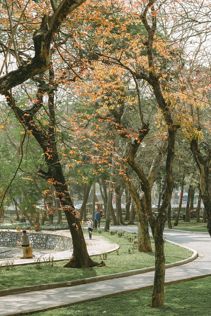 Sắc lá vàng cam của hàng cây tạo nên khung cảnh thanh bình, thu hút người dân dạo bước và tận hưởng không gian xanh. 