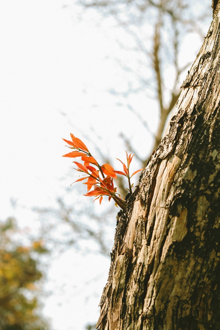 Chồi lá non vươn mình từ thân cây già, báo hiệu sự chuyển mình của thiên nhiên. 