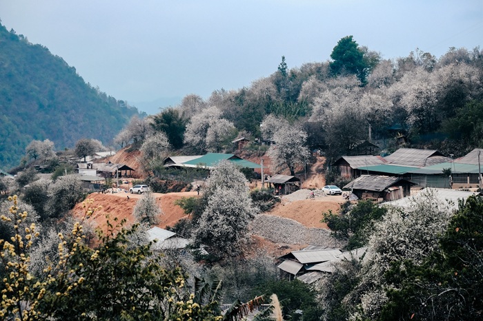 Bản Nậm Nghiệp có diện tích trồng hoa sơn tra lớn nhất xã Ngọc Chiến, tỉnh Sơn La. Ảnh: Việt Anh