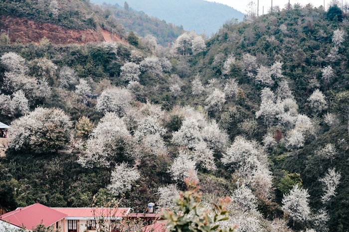 Nhìn từ xa, những tán hoa trắng tựa như những áng mây bồng bềnh giữa đại ngàn. Ảnh: Việt Anh