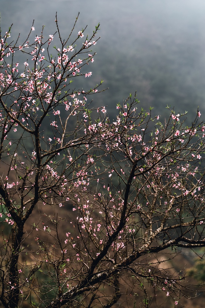 Hoa đào nở muộn sau Tết ở vùng cao Hà Giang. Ảnh: Trung Anh