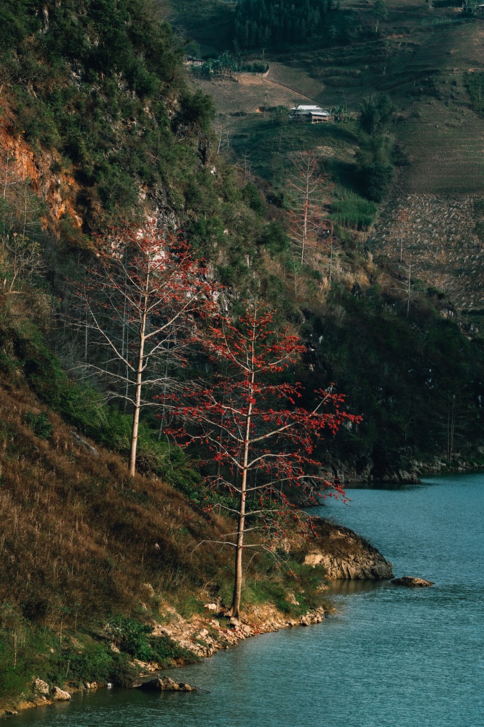 Những cây gạo đỏ nổi bật bên triền núi, tạo điểm nhấn giữa màu xanh của thung lũng. Ảnh: Long Nhật