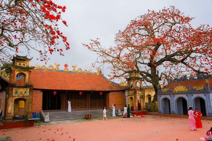 Hai cây hoa gạo cổ thụ tại đình Ngái - một nét đẹp văn hóa. Ảnh: Bùi Tuấn