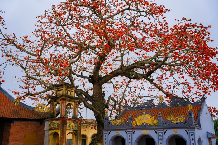 Hai cây hoa gạo cổ thụ tại đình Ngái - một nét đẹp văn hóa. Ảnh: Bùi Tuấn