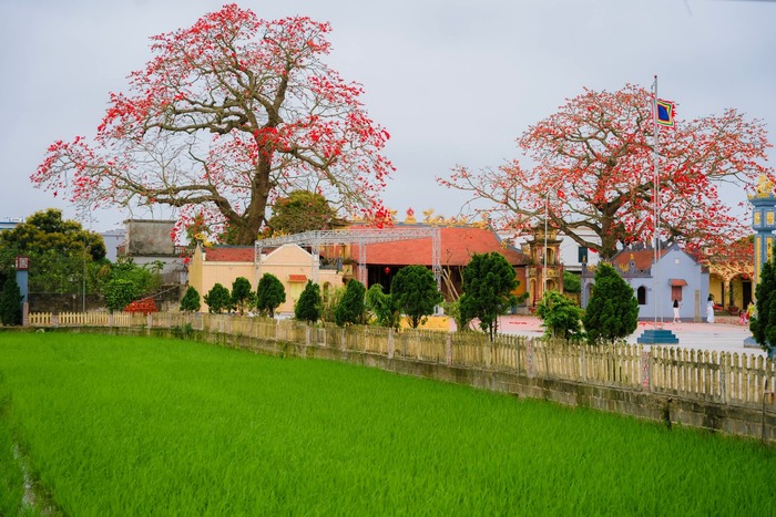 Hai cây hoa gạo vừa to vừa đẹp, có tuổi đời lâu năm. Ảnh: Bùi Tuấn