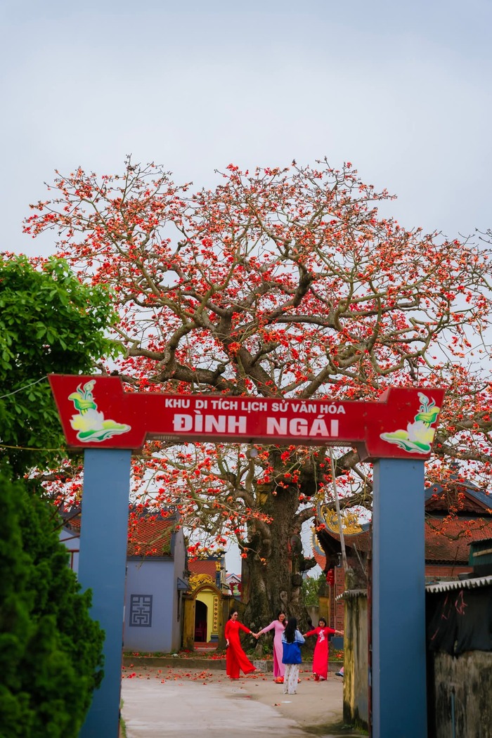 Vẻ đẹp của hoa gạo không chỉ nằm ở sắc đỏ mà còn là sự gắn bó với người dân nơi đây. Ảnh: Bùi Tuấn