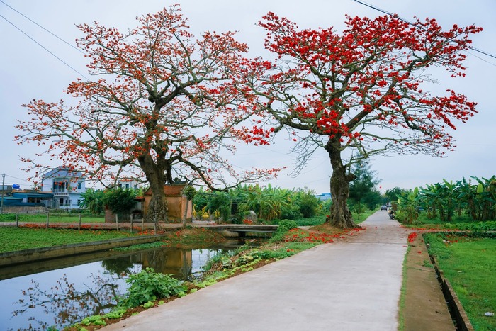Hai cây hoa gạo cổ thụ tại đình Ngái - một nét đẹp văn hóa. Ảnh: Bùi Tuấn