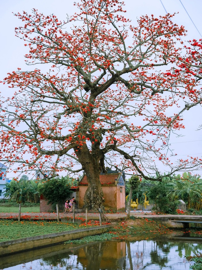 Hai cây hoa gạo cổ thụ tại đình Ngái - một nét đẹp văn hóa. Ảnh: Bùi Tuấn