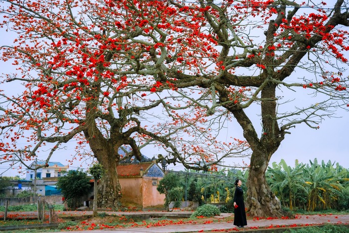 Hai cây hoa gạo cổ thụ tại đình Ngái - một nét đẹp văn hóa. Ảnh: Bùi Tuấn