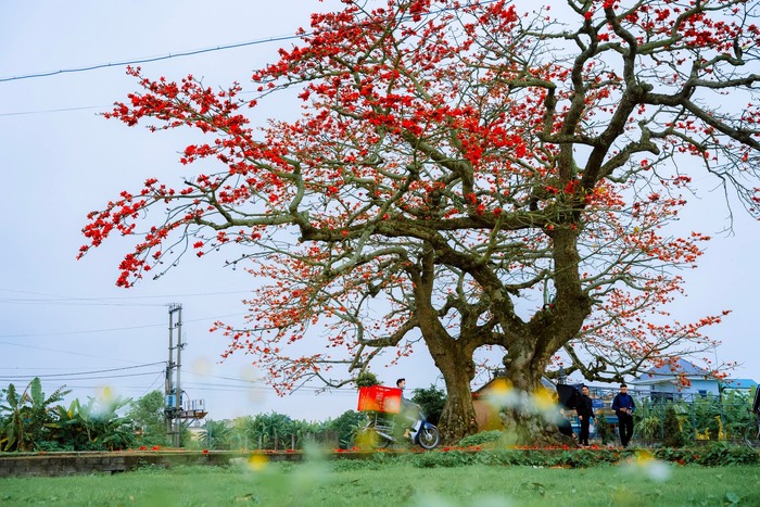 Hai cây hoa gạo cổ thụ tại đình Ngái - một nét đẹp văn hóa. Ảnh: Bùi Tuấn