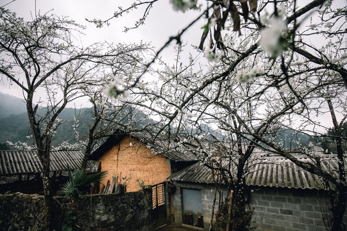 Hoa mận nở trắng giữa làng quê vùng cao trong làn sương núi. Ảnh: Long Nhật