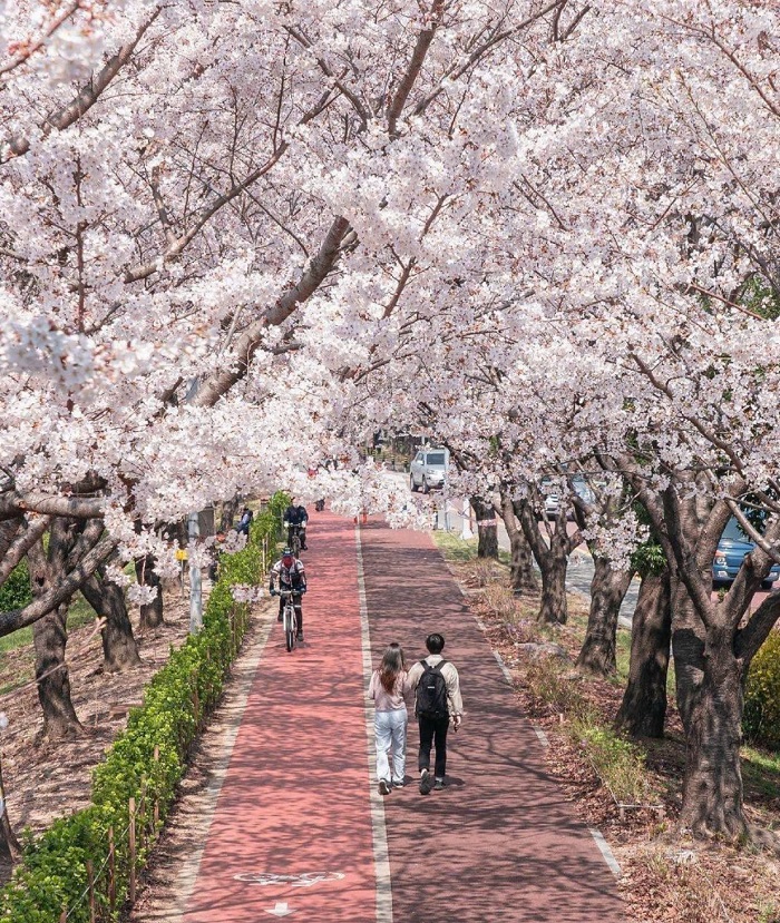 Công viên Samnak rực rỡ trong mùa hoa anh đào tour du lịch hàn quốc từ hà nội giá tốt nhất