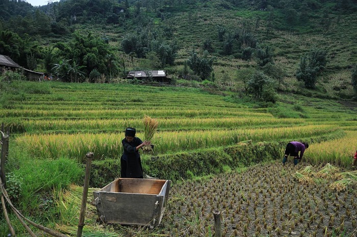 Bản Sín Chải Sapa mang đến trải nghiệm khó quên cho du khách