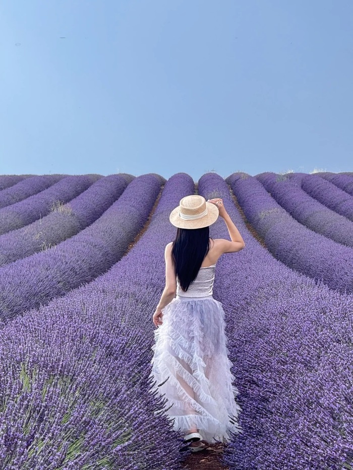Thời điểm ghé thăm các cánh đồng oải hương đẹp ở Provence Pháp lý tưởng là mùa hè tháng 7