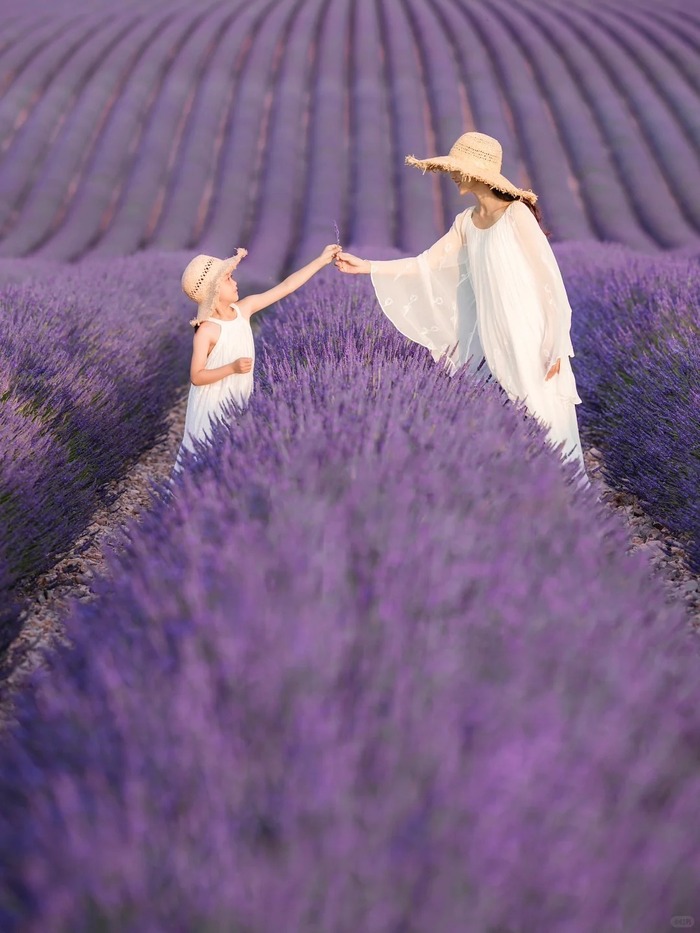 Thời điểm ghé thăm các cánh đồng oải hương đẹp ở Provence Pháp lý tưởng là mùa hè tháng 7