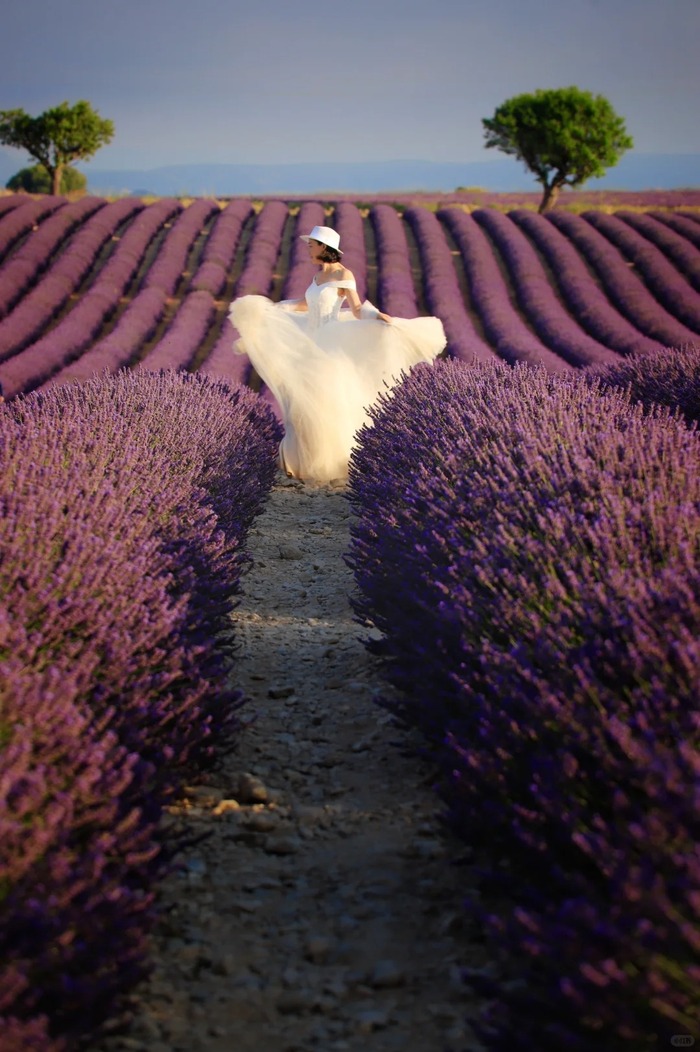 Các cánh đồng oải hương đẹp ở Provence Pháp - Cao nguyên Valensole 