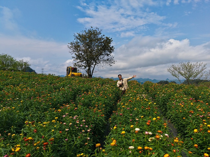 Đồi hoa bất tử Mộc Châu chỉ cách trung tâm 7km
