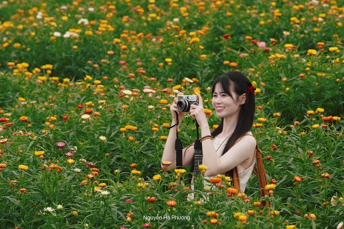 Nhất định phải ghé đồi hoa bất tử Mộc Châu trong chuyến đi