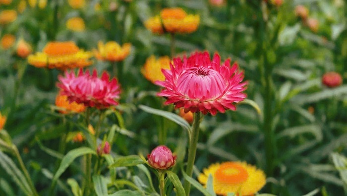 Đồi hoa bất tử Mộc Châu với nhiều màu sắc khác nhau