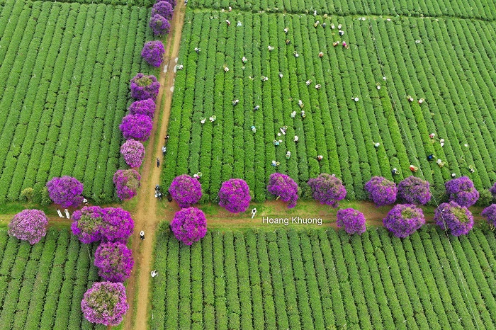 Tới nông trường chè Tằng Vĩnh An để ngắm mùa hoa mua tím Bảo Lộc