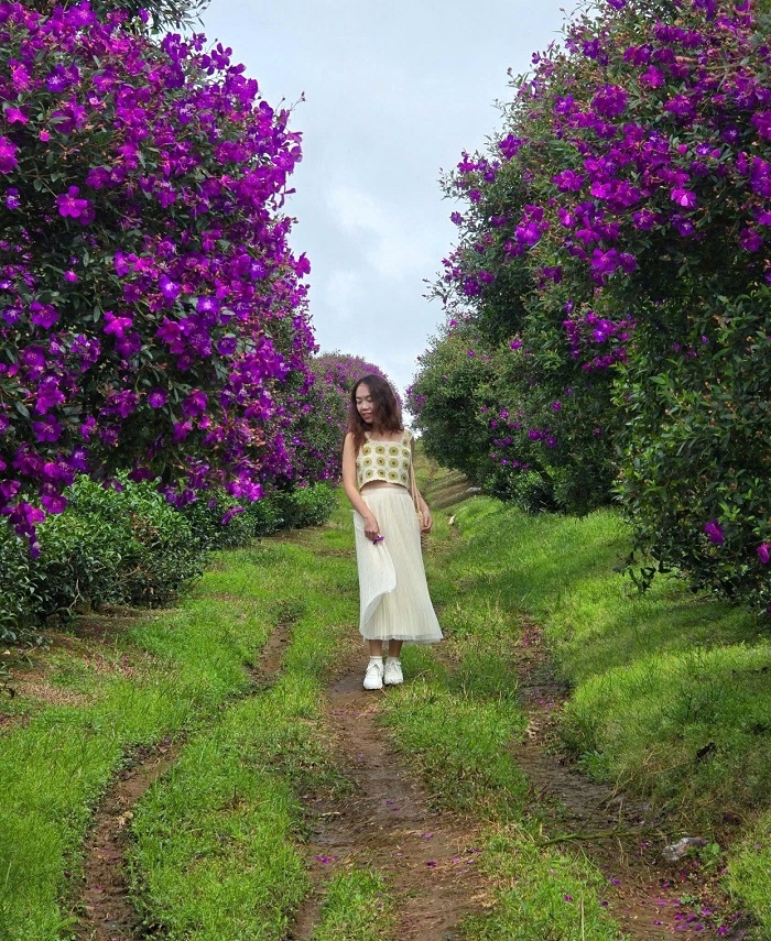 mùa hoa mua tím Bảo Lộc cao từ 1m-3m nên rất tiện để làm background chụp hình