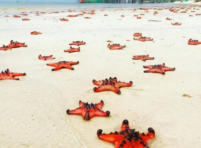 Bãi Sao nổi tiếng với cát trắng mịn như kem và làn nước xanh ngọc trong veo. Nơi đây mang vẻ đẹp yên bình, thích hợp để tắm biển, nghỉ dưỡng và chụp ảnh. Hàng dừa nghiêng bóng tạo nên khung cảnh thơ mộng, rất “đậm chất” Phú Quốc.