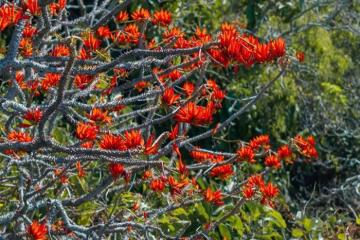 Hoa vông nem rực rỡ giữa lưng chừng Núi Bà Đen qua ống kính nhiếp ảnh gia Hải Triều