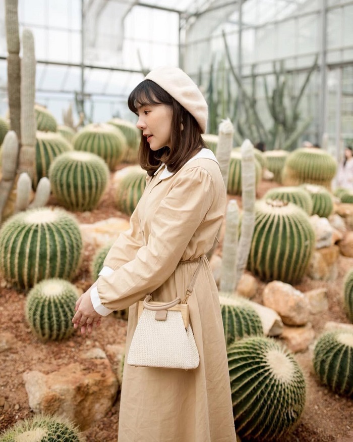 Vườn ươm xương rồng Botanic Garden Thái Lan có nhiều loài xương rồng